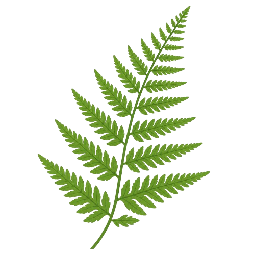 Fern Decor