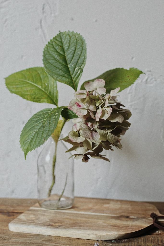 Close-up of a hydrangea flower in a glass vase on a wooden board.
